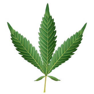 Cannabis Ruderalis Leaf