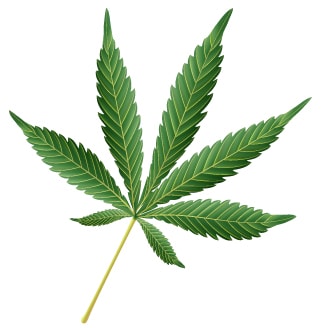 Cannabis Sativa Leaf