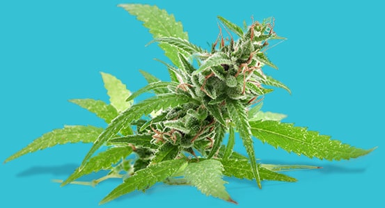 About Bison Cannabis